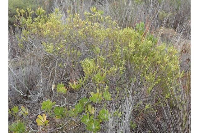 Zanderige grond diosma