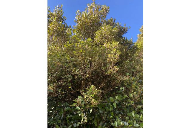 Gemeenschappelijke boommadeliefje