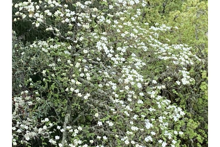 Cornus nuttallii -12134