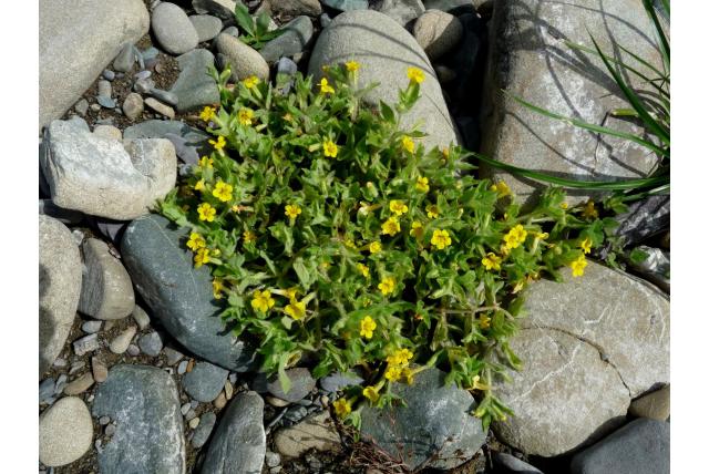 Muskus erythranthe