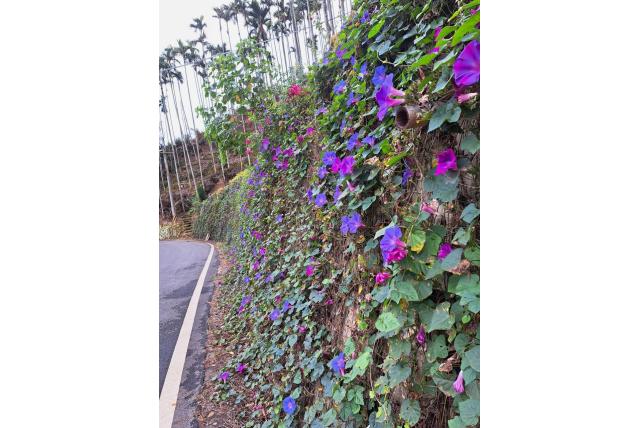 Indische ipomoea