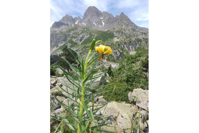 Lilium pyrenaicum 12140