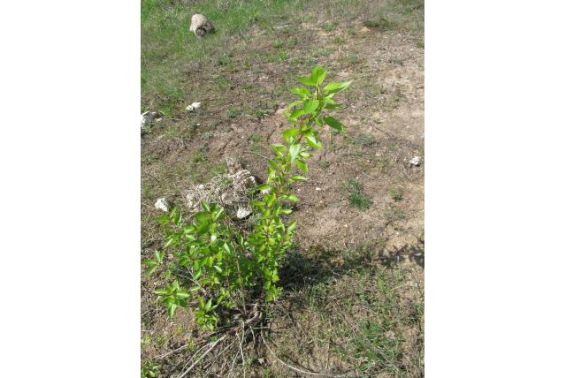 Westliche Balsam-Pappel
