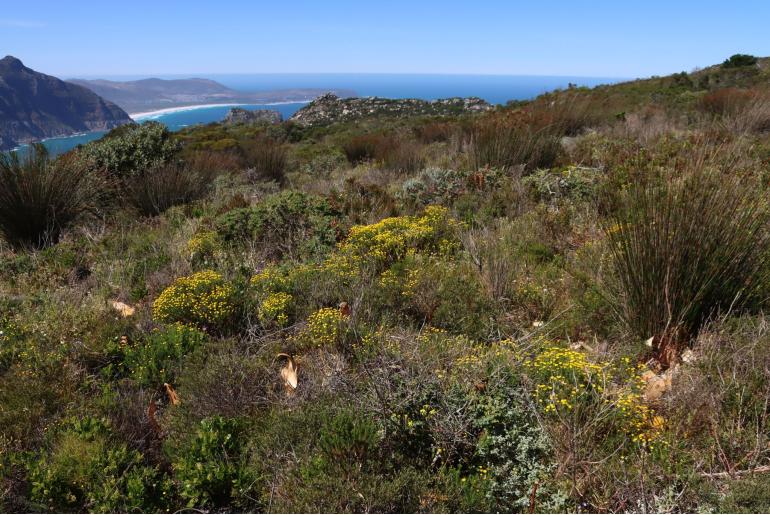 Chrysocoma coma-aurea&nbsp;12158