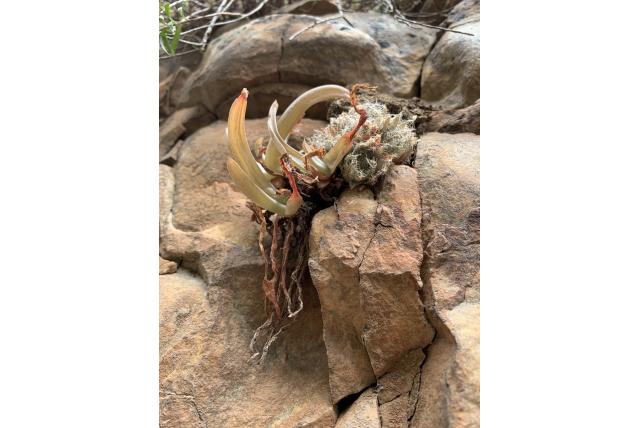 Spinnenweb haworthia