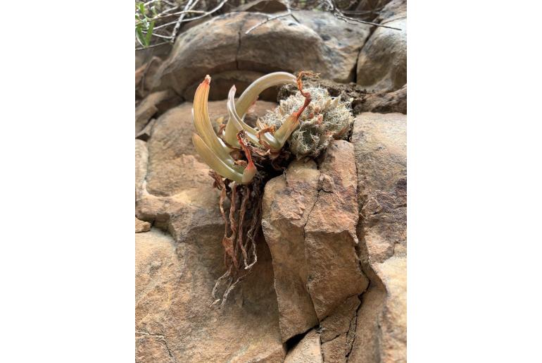 Haworthia arachnoidea var aranea 12161