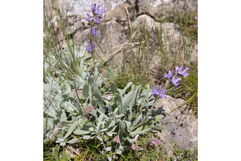 Salvia canescens var daghestanica -12165