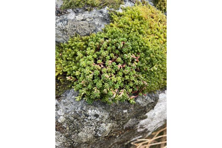 Sedum anglicum -12167