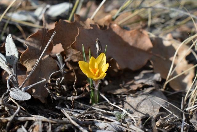 Danford's krokus