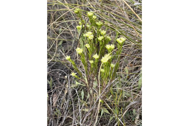 Crassula subulata 12174