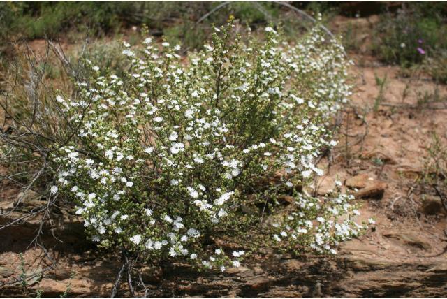 Witgestekelde drosanthemum