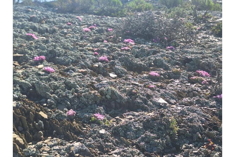 Gibbaeum dispar -12179