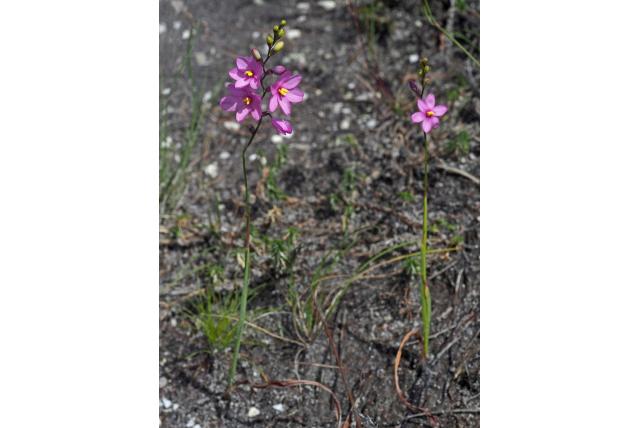 Stijve avondbloem Stijve avondbloem