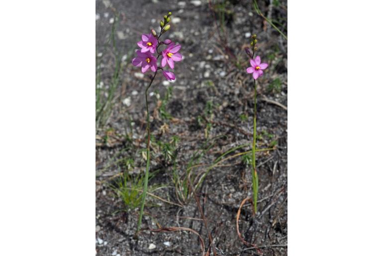 Ixia stricta 12182