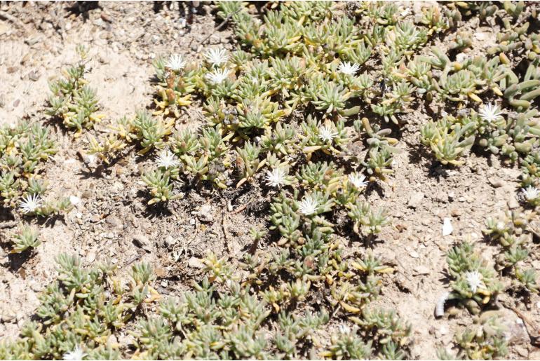 Mesembryanthemum parviflorum -12186