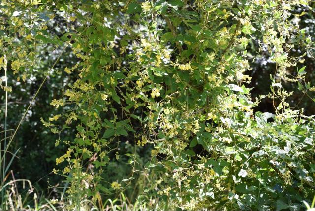 Caraïbische rhynchosia