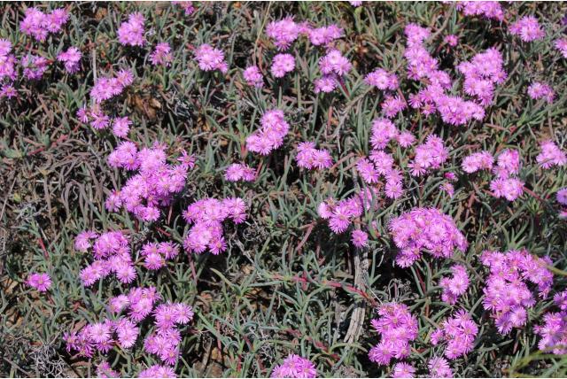 Ruschia met verspreide bloemen