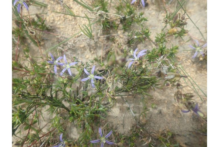 Wahlenbergia subulata 12198