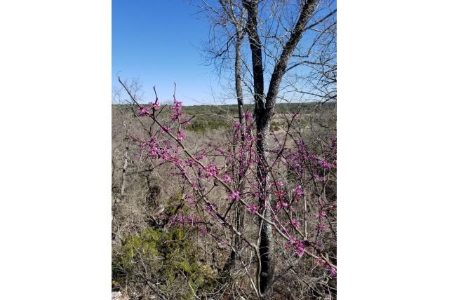 Texaanse cercis