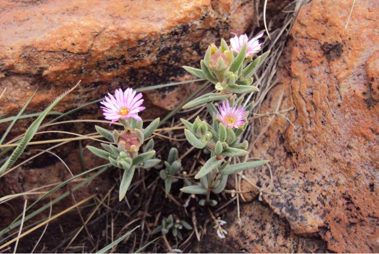 Delosperma macellum&nbsp;12209