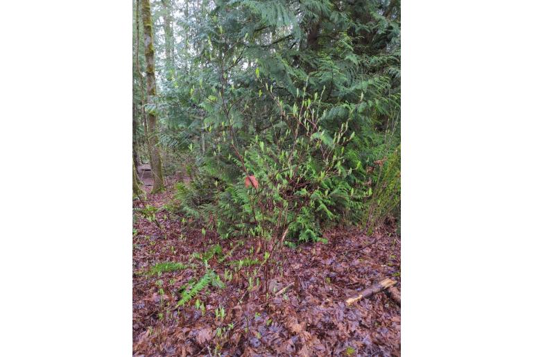 Oemleria cerasiformis -12225