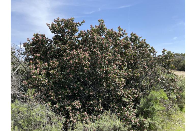 Rhus integrifolia -12233