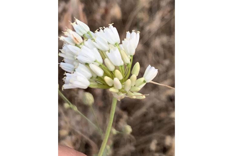 Allium convallarioides -12237