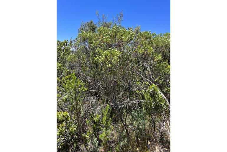 Diosma subulata&nbsp;12238
