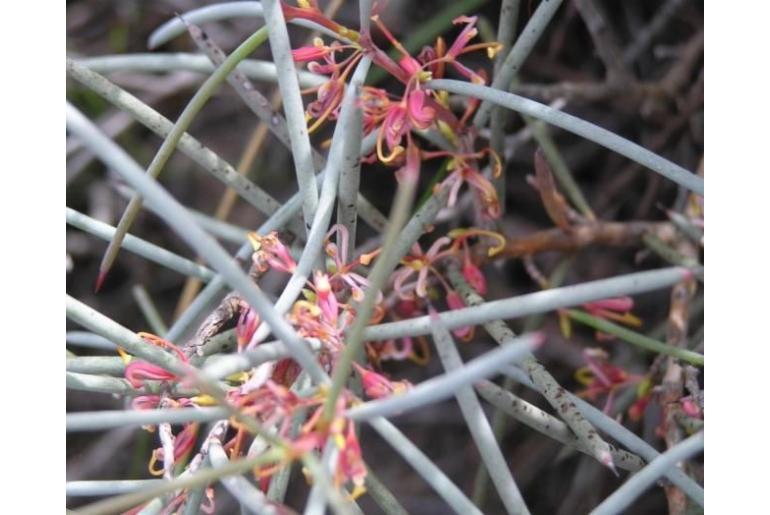 Hakea verrucosa 12240