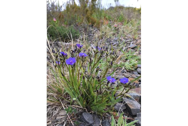 Zeegroene aristea