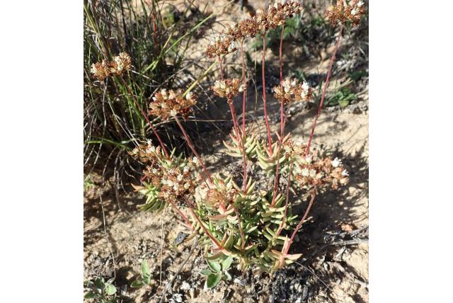 Crassula met platte bladeren