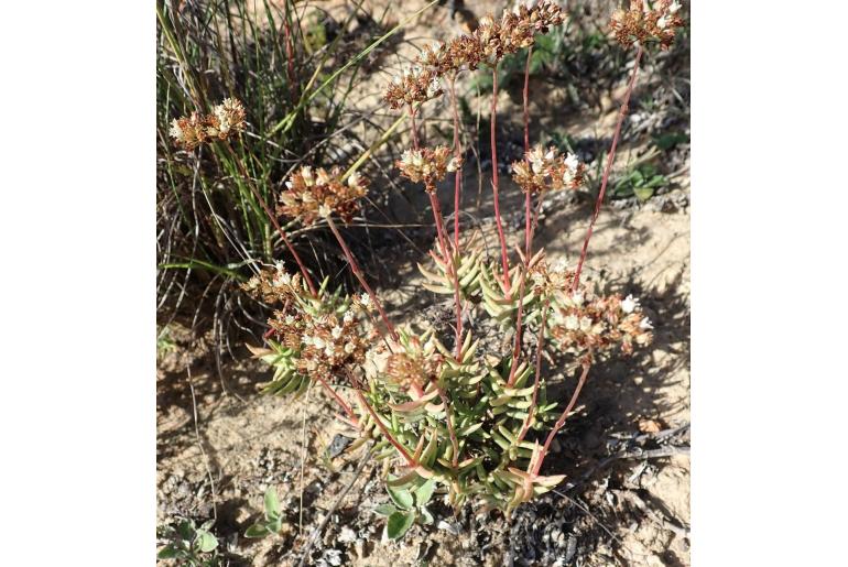 Crassula biplanata -12244