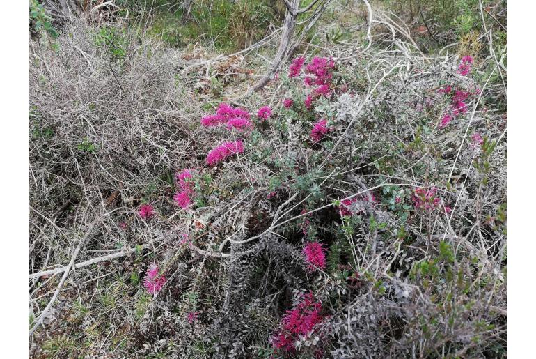Hakea myrtoides -12247