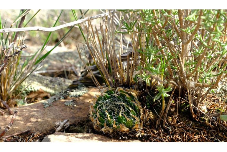 Haworthia arachnoidea 12252