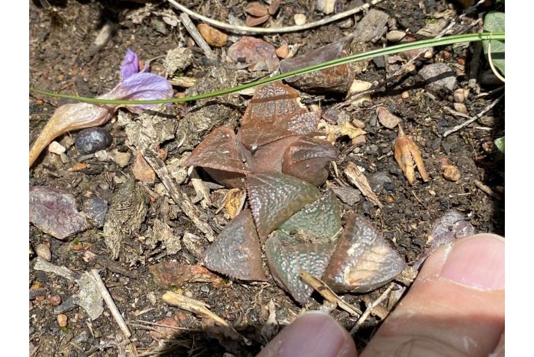 Haworthia magnifica 12253