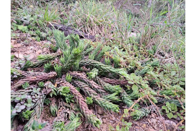 Haworthiopsis coarctata 12255