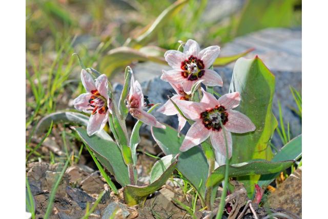 Spoor fritillaria