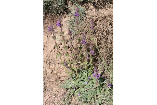 Phlomis salie