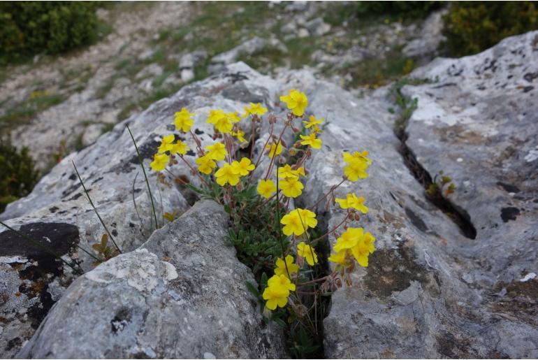 Helianthemum oelandicum 12281