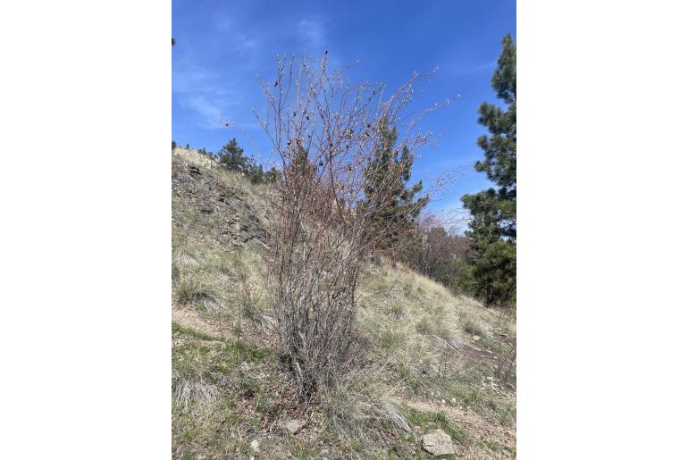 Amelanchier alnifolia -12288