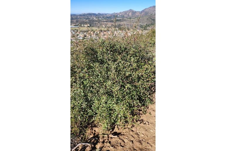 Rhamnus crocea ssp ilicifolia -12293