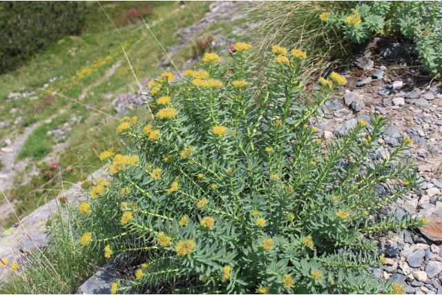 Rozewortel Rozewortel