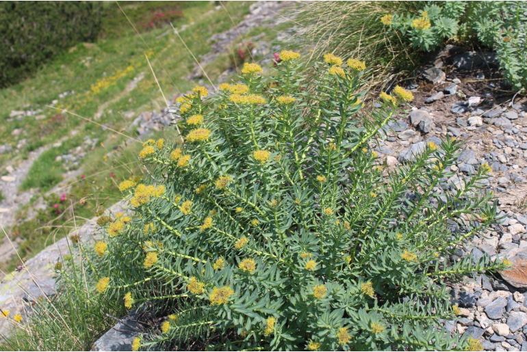 Rhodiola rosea 12299