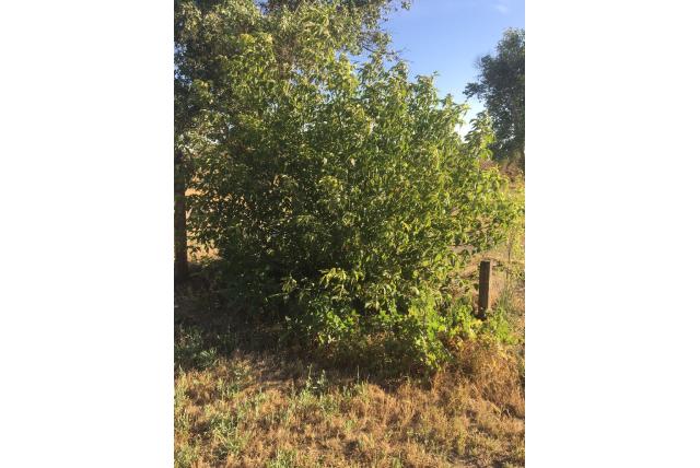 Californische Veder esdoorn