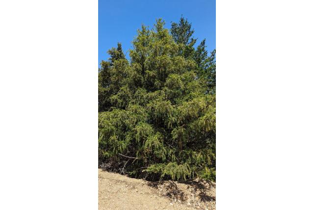 Californische noot taxus