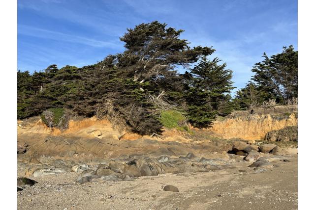 Monterey cipres
