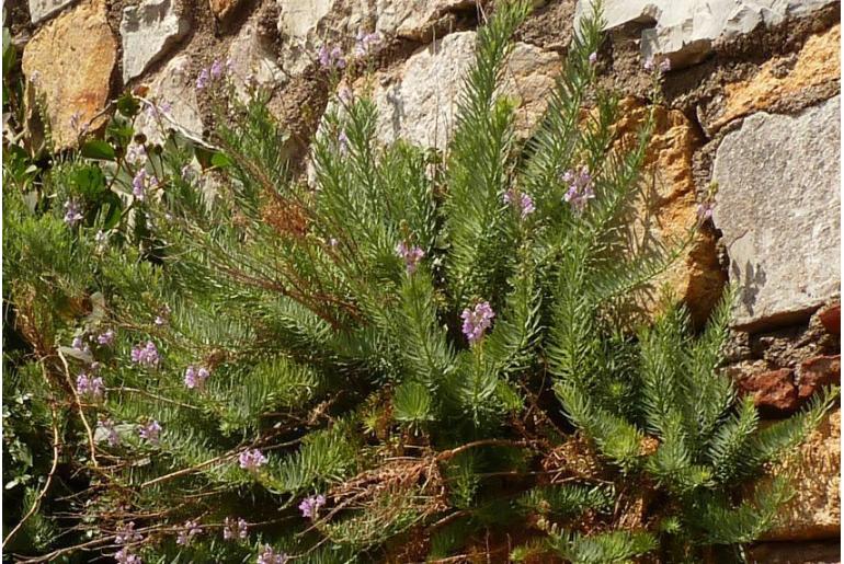 Linaria capraria -12319