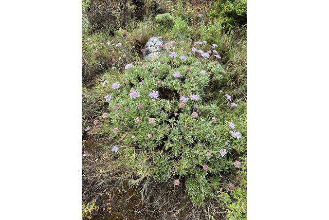Lomelosia van Hymettus