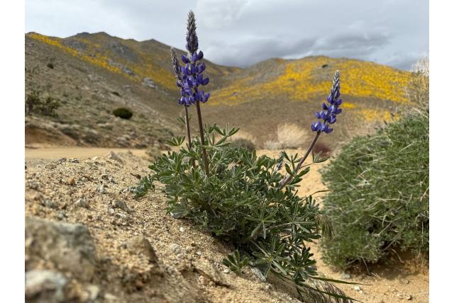 Schildwacht lupine
