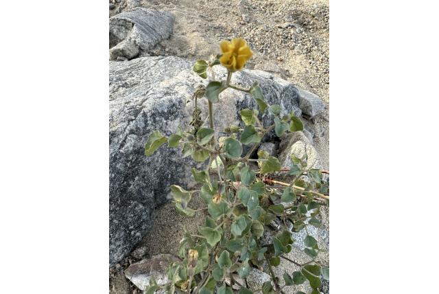 Dikbladige lampionplant